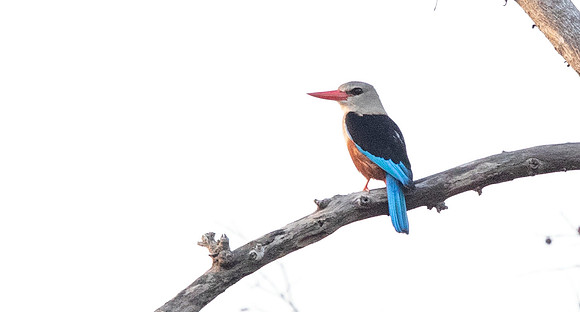 Grey-headed kingfisher (Halcyon leucocephala)