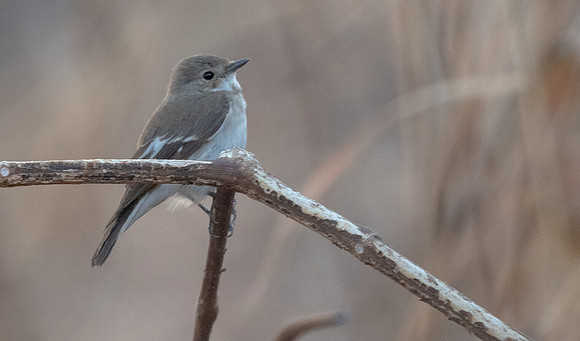 European pied flycatcher (Ficedula hypoleuca) Female