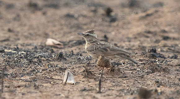 Sand lark (Alaudala raytal)