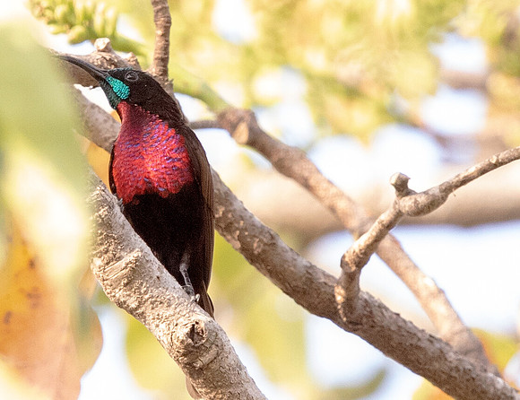 Scarlet-chested sunbird (Chalcomitra senegalensis) Male