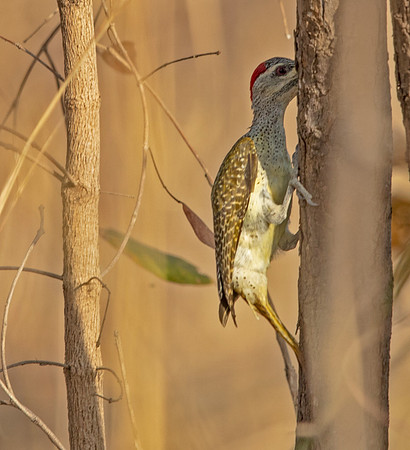 Fine-spotted woodpecker (Campethera punctuligera)