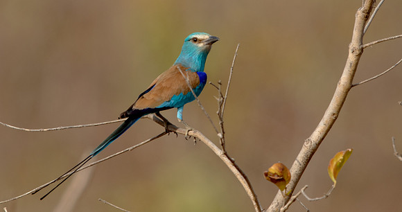 Abyssinian roller (Coracias abyssinicus)