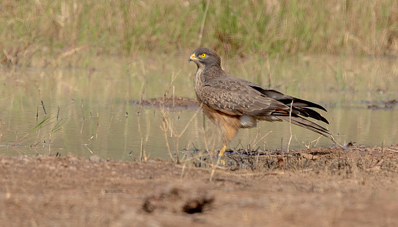 Grasshopper buzzard (Butastur rufipennis)