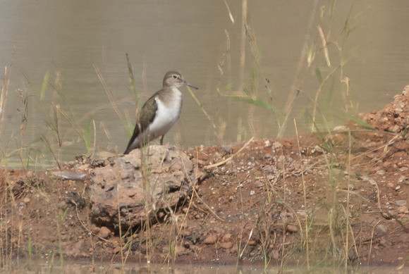 Common sandpiper (Actitis hypoleucos)