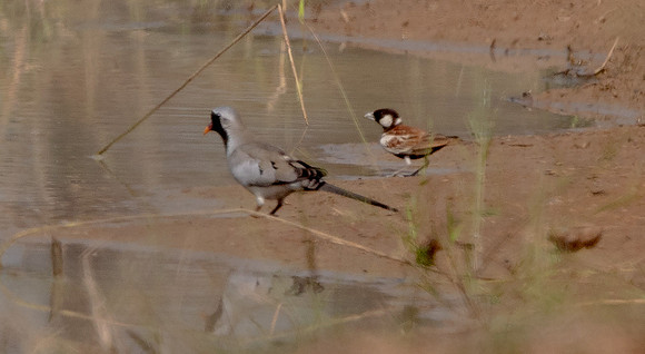 Namaqua dove (Oena capensis); Chestnut-backed sparrow-lark (Eremopterix leucotis)