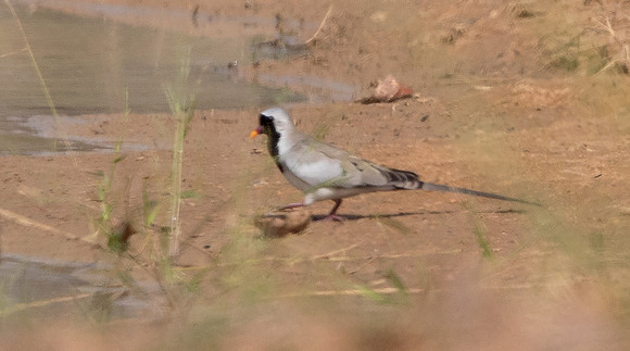 Namaqua dove (Oena capensis)