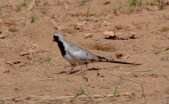 Namaqua dove (Oena capensis)