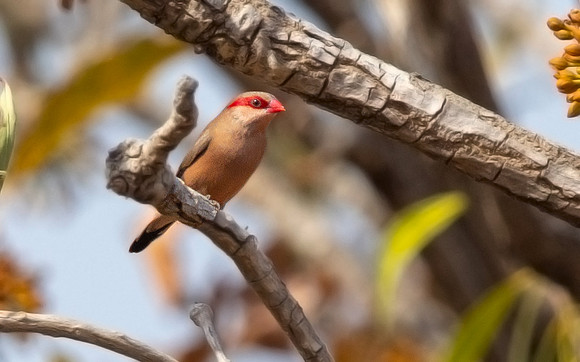 Black-rumped waxbill (Estrilda troglodytes)