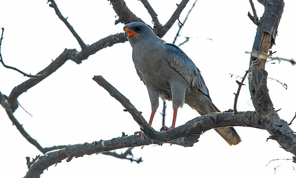 Dark chanting goshawk (Melierax metabates)