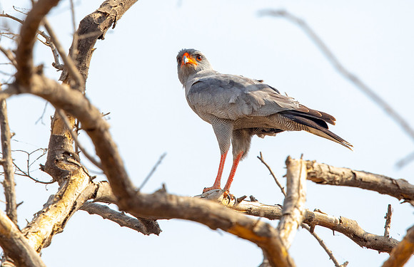 Dark chanting goshawk (Melierax metabates)