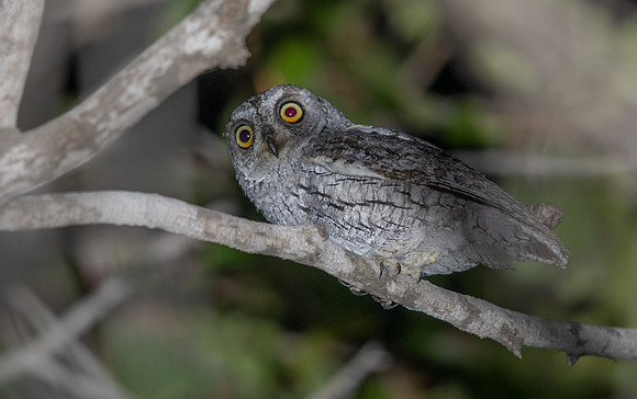 African scops owl (Otus senegalensis)