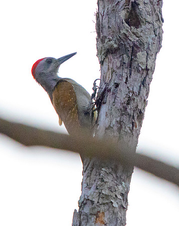 Grey-headed woodpecker (Picus canus)