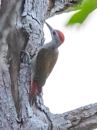 Grey-headed woodpecker (Picus canus)