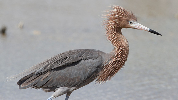 Reddish Egret (Egretta rufescens)