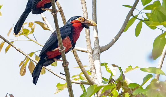 Bearded barbet (Lybius dubius)