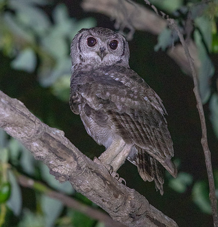 Greyish eagle-owl (Bubo cinerascens)