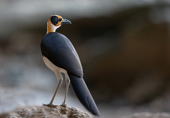 White-necked rockfowl (Picathartes gymnocephalus)