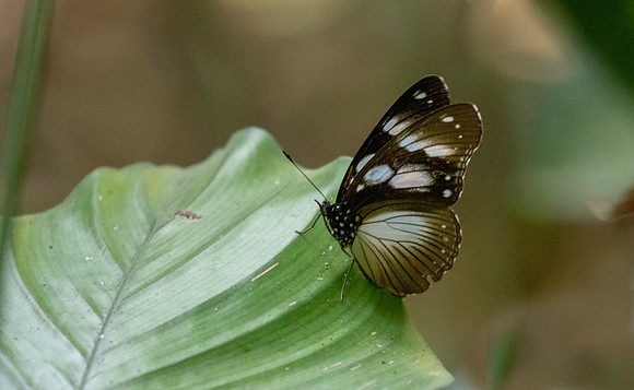 Hypolimnas anthedon, the variable eggfly or variable diadem