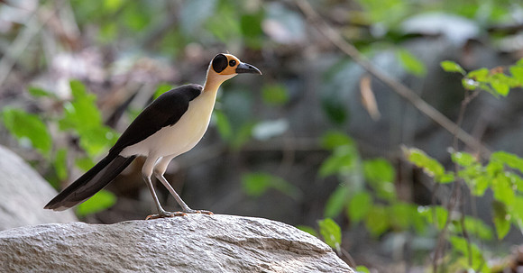 White-necked rockfowl (Picathartes gymnocephalus)