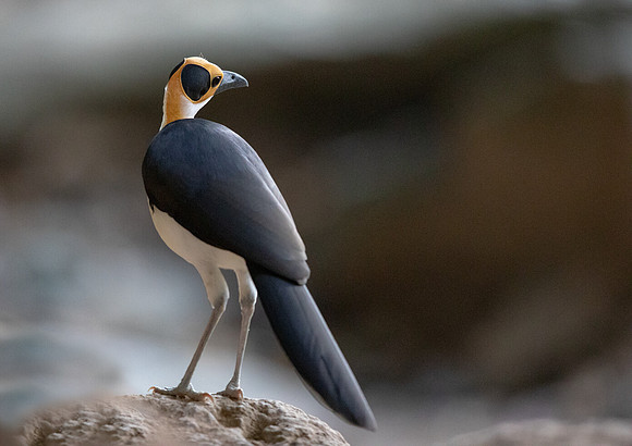 White-necked rockfowl (Picathartes gymnocephalus)