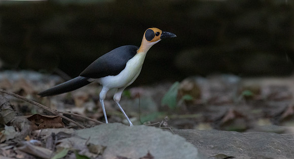 White-necked rockfowl (Picathartes gymnocephalus)