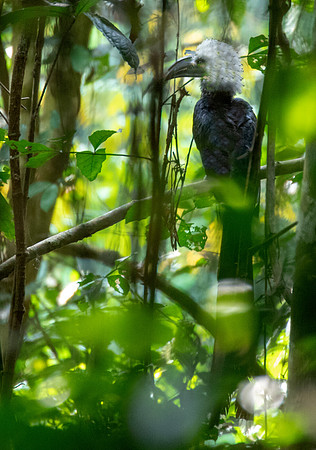White-crested hornbill (Horizocerus albocristatus)