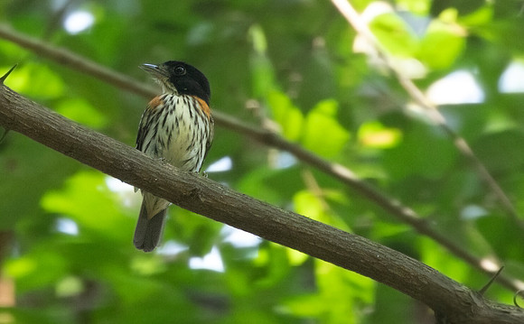 Rufous-sided broadbill (Smithornis rufolateralis)