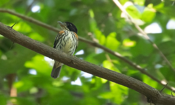 Rufous-sided broadbill (Smithornis rufolateralis)
