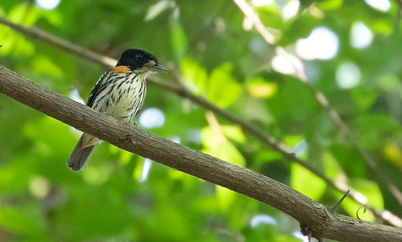 Rufous-sided broadbill (Smithornis rufolateralis)