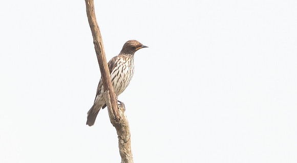 Violet-backed starling (Cinnyricinclus leucogaster) Female