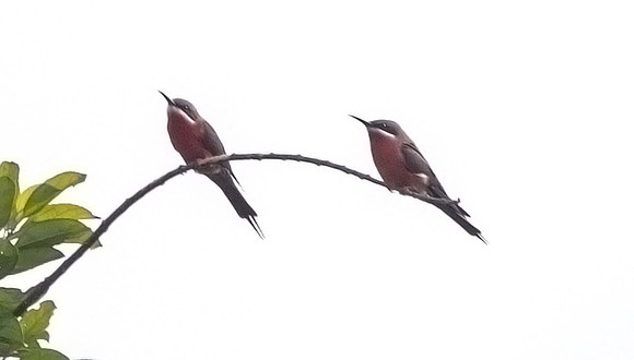Rosy bee-eater (Merops malimbicus)