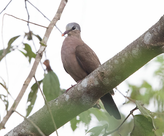 Blue-spotted wood dove (Turtur afer)