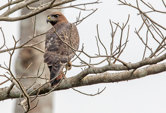 Red-necked buzzard (Buteo auguralis)