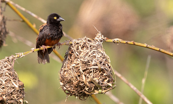 Vieillot's black weaver (Ploceus nigerrimus)