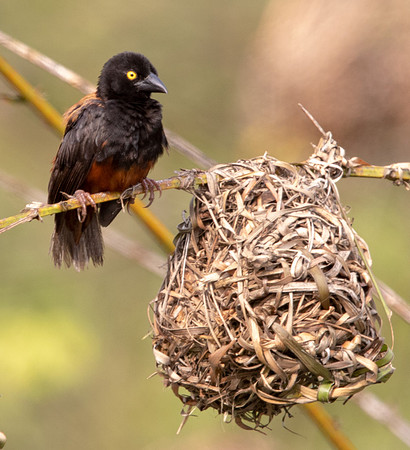 Vieillot's black weaver (Ploceus nigerrimus)