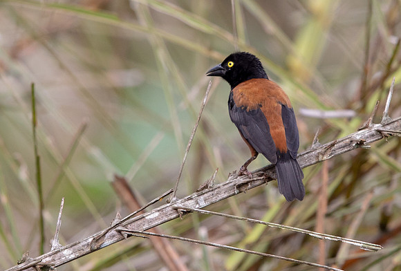 Vieillot's black weaver (Ploceus nigerrimus)