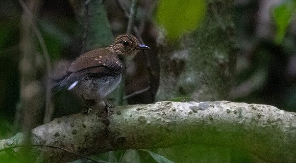 White-tailed alethe (Alethe diademata)
