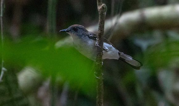 White-tailed alethe (Alethe diademata)