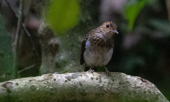 White-tailed alethe (Alethe diademata) juv