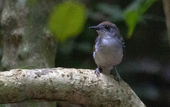 White-tailed alethe (Alethe diademata)