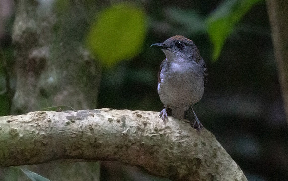 White-tailed alethe (Alethe diademata)