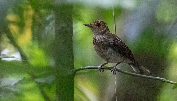 White-tailed alethe (Alethe diademata) juv