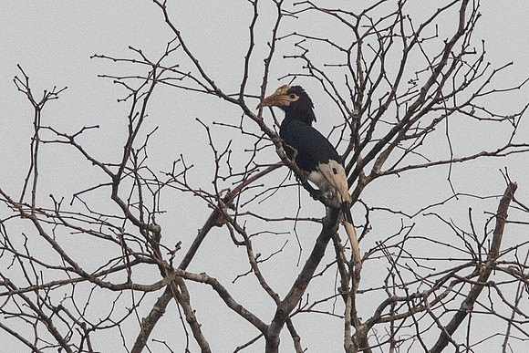 Brown-cheeked hornbill (Bycanistes cylindricus)