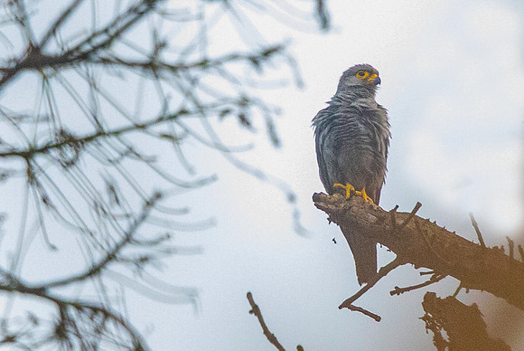 Grey kestrel (Falco ardosiaceus)