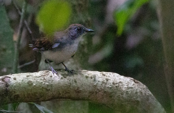 White-tailed alethe (Alethe diademata)