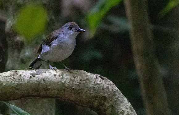 White-tailed alethe (Alethe diademata)