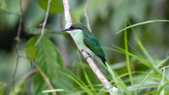 Blue-throated Bee-eater (Merops viridis) juvenile