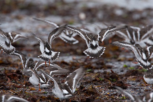 Ruddy Turnstone (Arenaria Interpres)