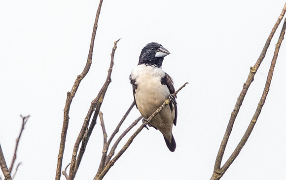 Magpie mannikin (Lonchura fringilloides)