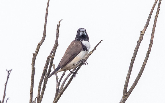 Magpie mannikin (Lonchura fringilloides)